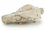 Bargain, Fossil Oreodont (Eporeodon) Skull - South Dakota #249266-5